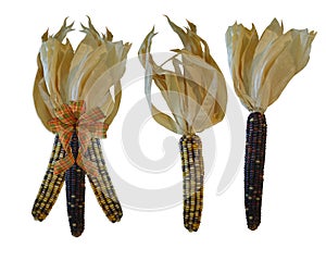 Indian corn on white background