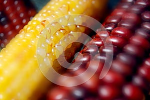 indian corns photo