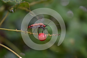 Indian cotton stainer bug