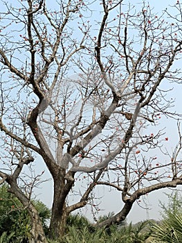 Indian cottonwood Bombacaceae tree on side the road