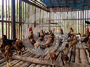 Indian Country Chicken Farm Stock Photo