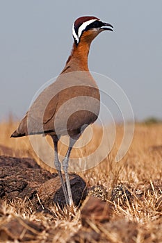 Indian courser