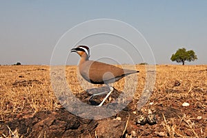 Indian courser