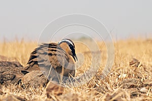 Indian courser