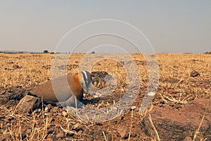 Indian courser