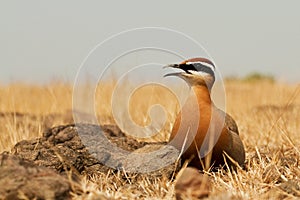 Indian courser