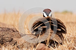 Indian courser