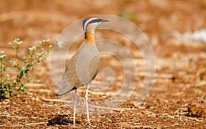Indian courser bird