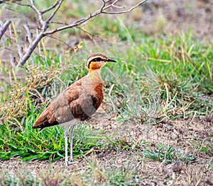 Indian Courser bird