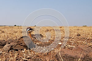 Indian courser