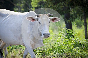 Indian cow photo