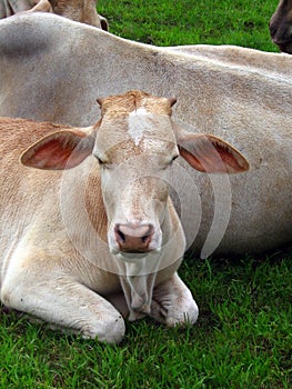 Indian Cow Calf