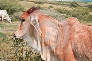 Indian cow calf