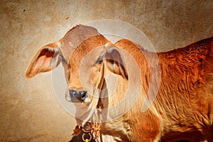 indian cow calf beautiful view