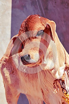 indian cow calf beautiful view,brown calf