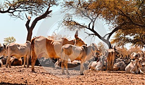 indian cow and calf's rest in govshal (goshala),beautiful view of cow and cow group,high protein milk  cow group