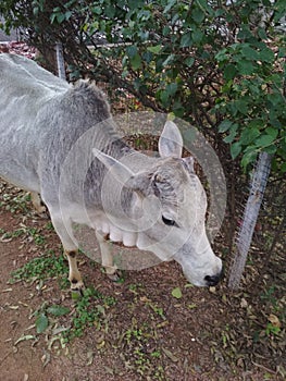 Indian cow is eating grass