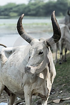 Indian Cow with horns in farm near Kutch Gujarat India