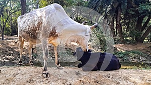 An Indian Cow In Love With Her Black Calf. Mother Child Love.