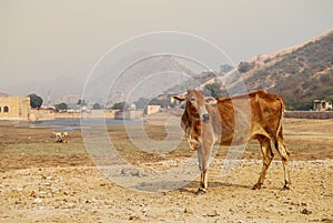 Indian cow near Amber Fort