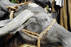 Indian Cow with rope harness photo