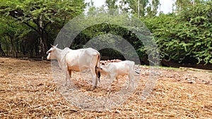 Indian Cow Suckling Her Calf. Indian Mother Cow Love Attachment.