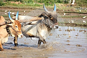 Indian Cows