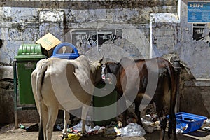 Cows eating from garbage in India