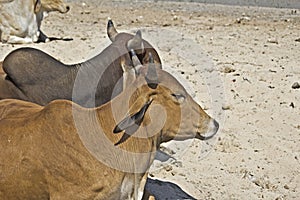 Indian cows photo