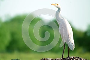 Great White Egret Fluffing Feathers at Port India