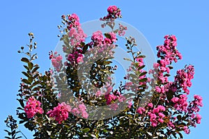 Indian crape myrtle