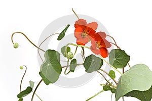 Indian Cress With Orange Flowers