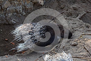 Indian crested porcupin