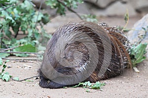 Indian crested porcupine