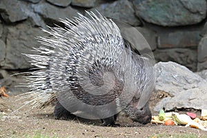 Indian crested porcupine