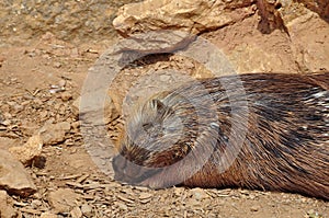 Indian crested porcupine