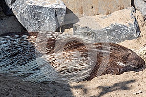 Indian Crested Porcupine