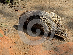 Indian Crested Porcupine