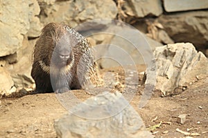 Indian crested porcupine