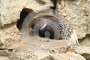 Indian crested porcupine