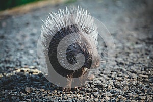 Indian crested Porcupine baby on black backgrond