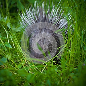 Indian crested Porcupine baby on grass in garden