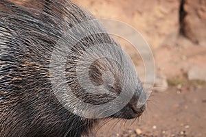 Indian crested porcupine