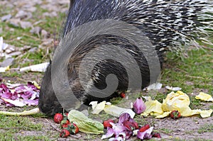 Indian Crested Porcupine eating vegetables