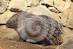 Indian crested porcupine