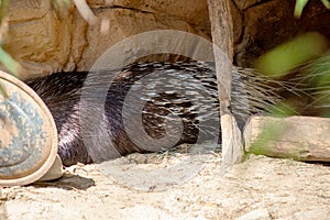The Indian crested porcupine is a hystricomorph rodent species native to southern Asia and the Middle East