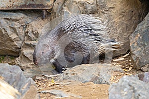 Indian crested porcupine, Hystrix indica