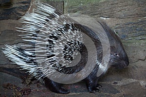 Indian crested porcupine (Hystrix indica)