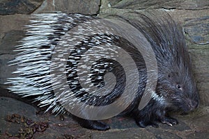 Indian crested porcupine (Hystrix indica)