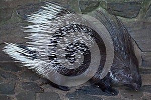 Indian crested porcupine (Hystrix indica)